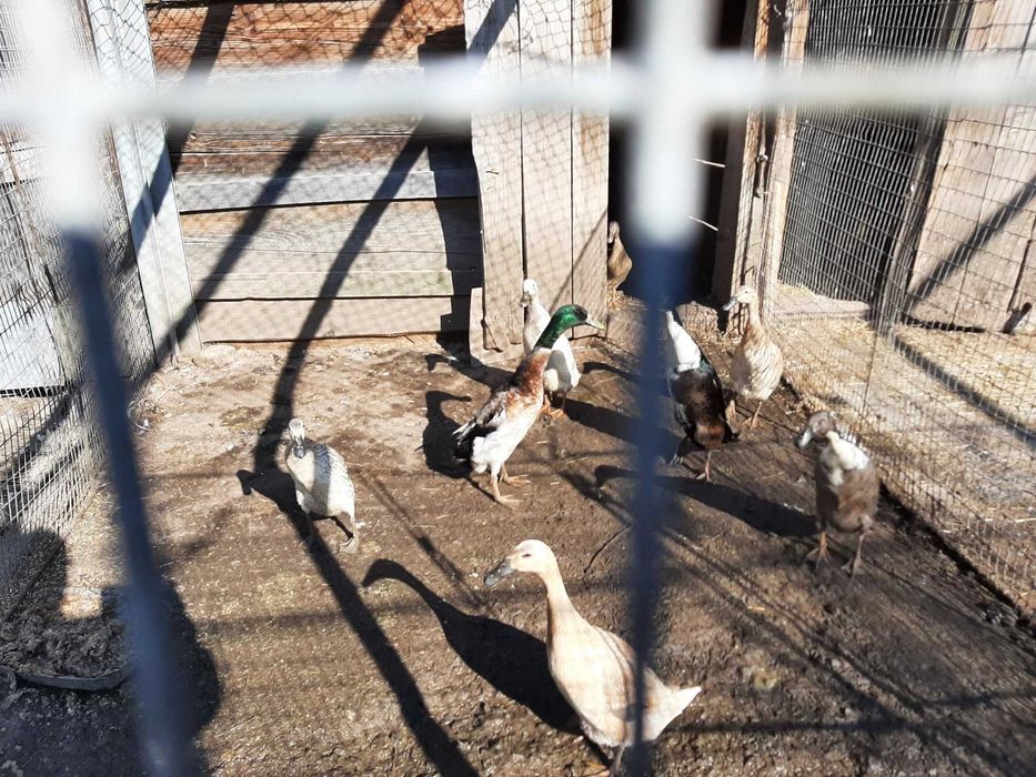 інкубаційне яйце індійського бігунка