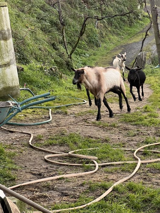 Tres Cabras porte grande