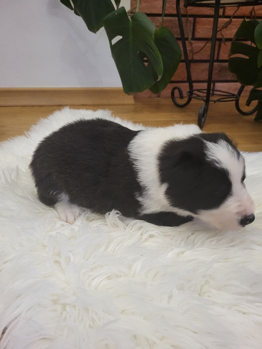 Szczeniak Border collie