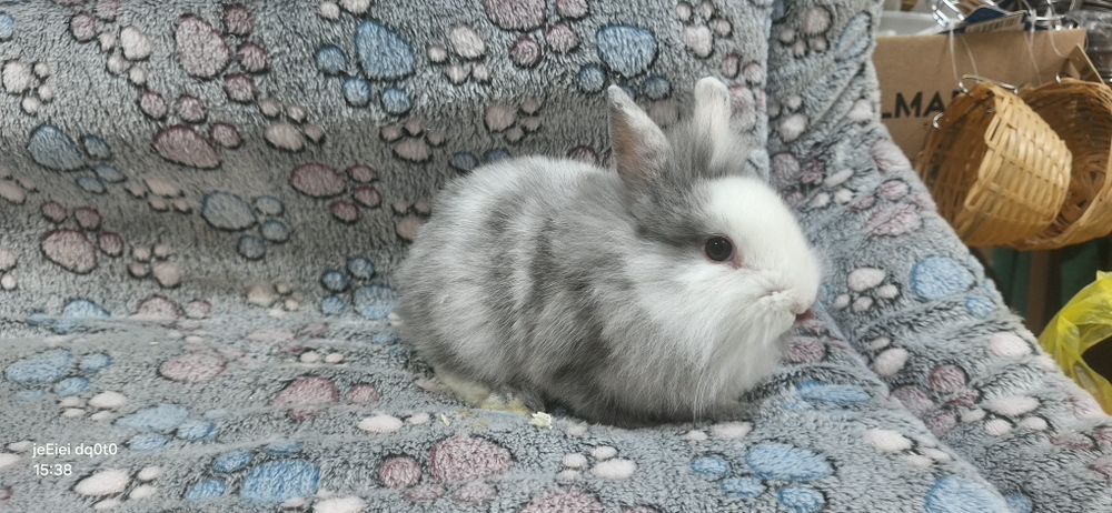 Królik króliczek Miniaturka samiczka.