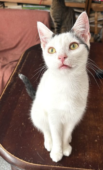 Ostoja mruczków kot Maciek do adopcji