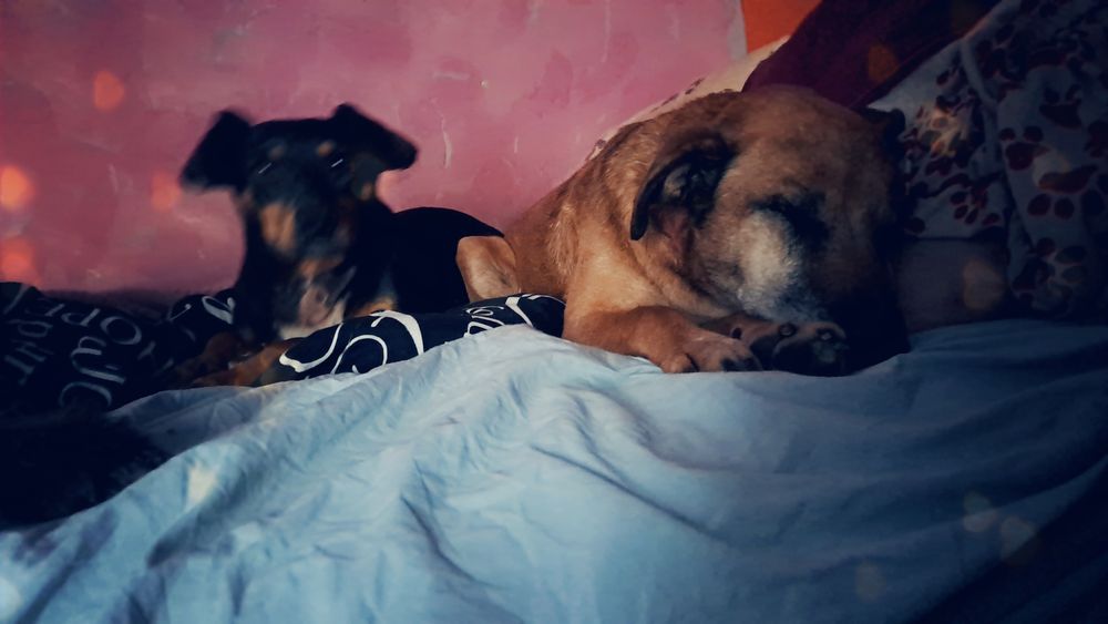 Tola.i Tofik. Czekaja na domek lub dwa osobne domki
