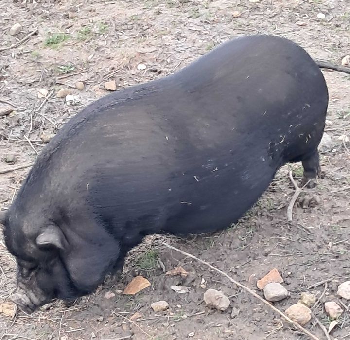 pouca vietnamita