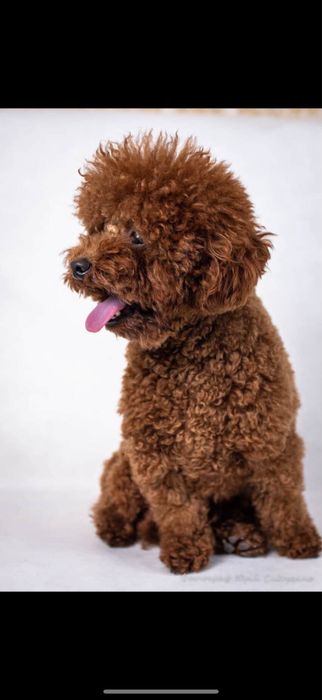 Маленький сладунчик