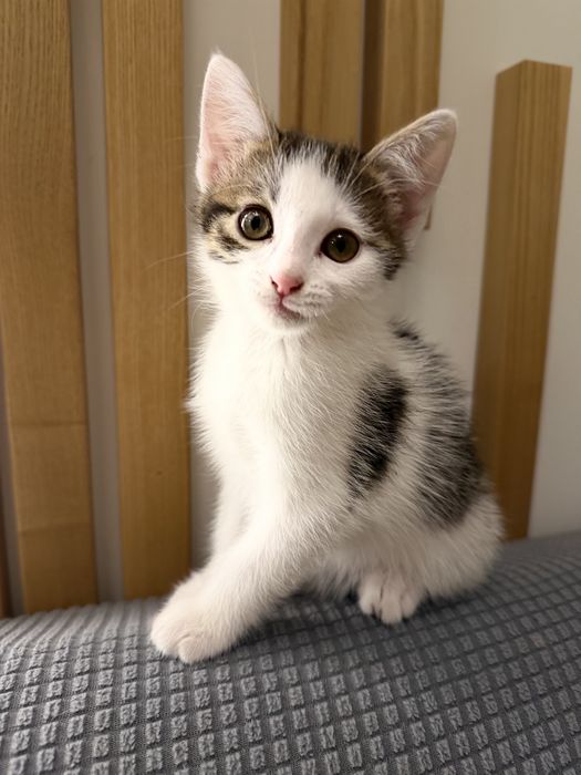Лесик та Квітка. Кошенята безкоштовно. 2,5 місяці.