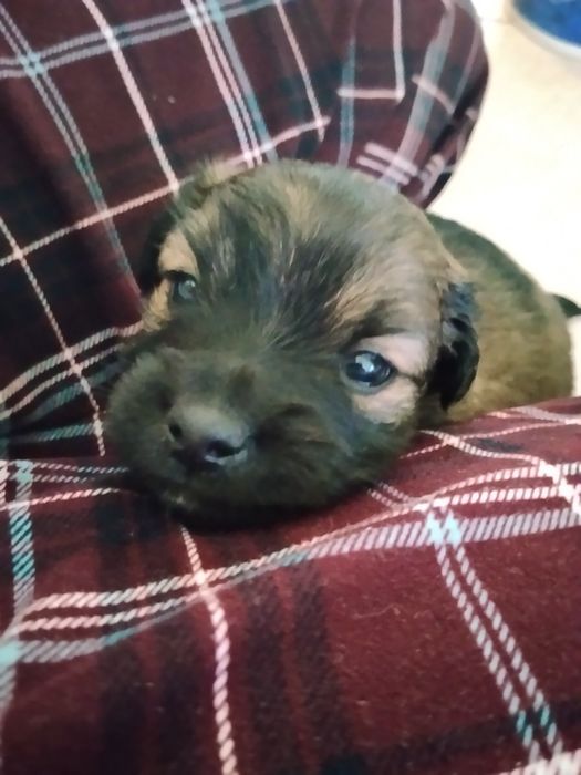 Szczeniaczki do oddania za darmo