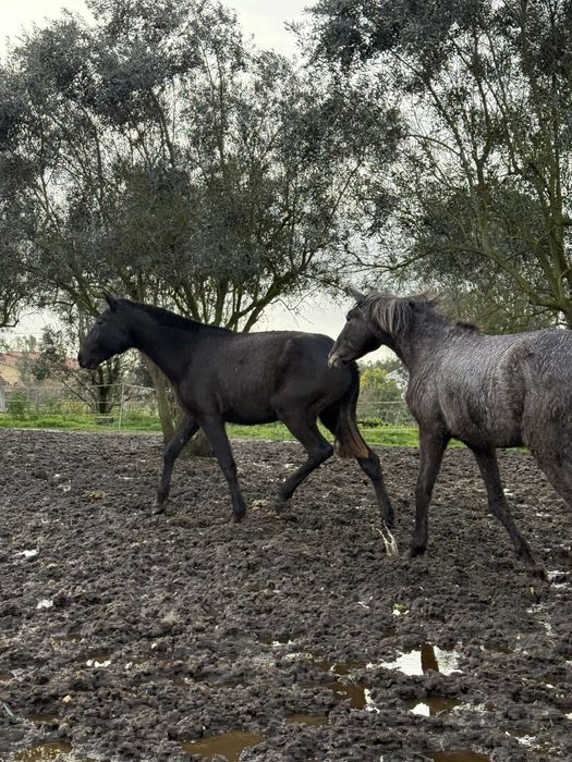 Vendo poldra a fazer 2 anos