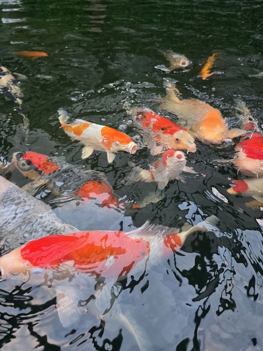 Carpas koi japonesas