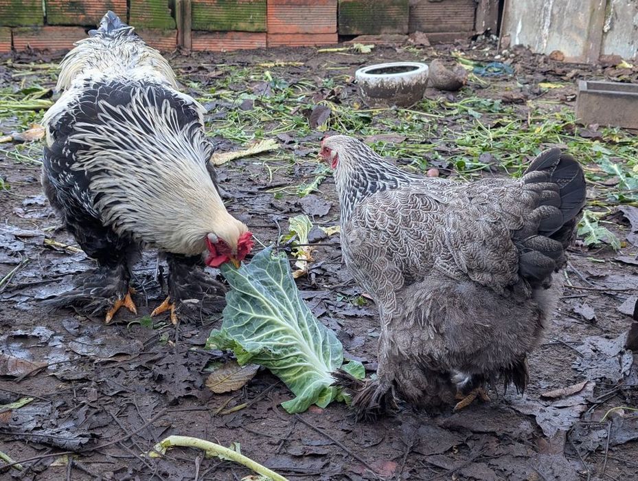 Galo Brahma Dark - ou Casal Brahma Dark