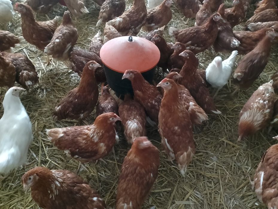 Kury nioski i inny drób