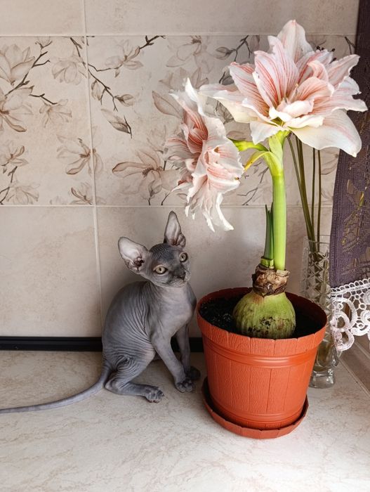 Сфинкс мальчик котенок