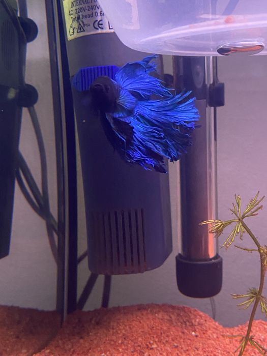 Peixe Betta Splendens Halfmoon Azul