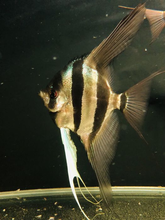 altum Orinoco f1 Forkel 2-3 lata