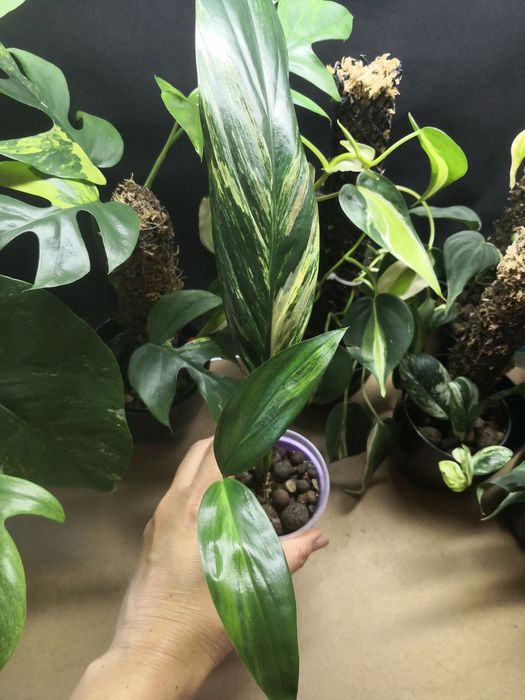 Epipremnum amplissimum variegated