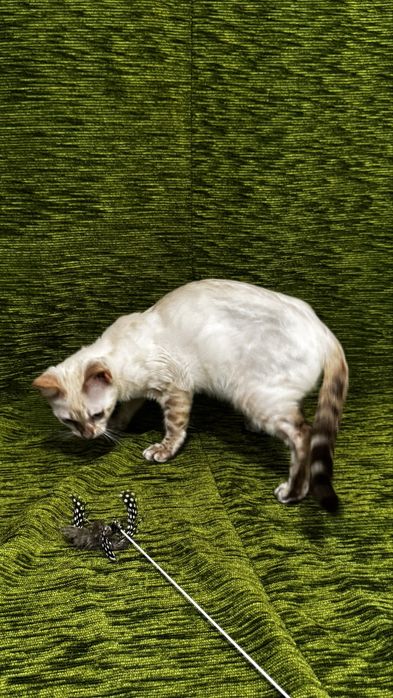 Бенгальські кошенята