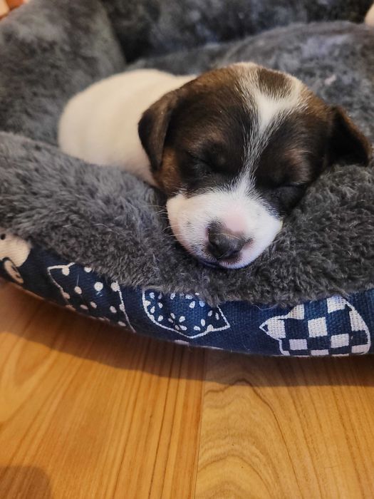 Jack Russell Terrier - suczki z domowej hodowli
