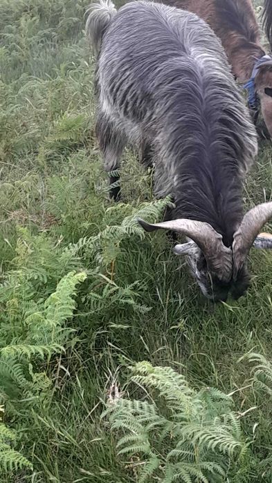 Venda ou troca de 1 xibo