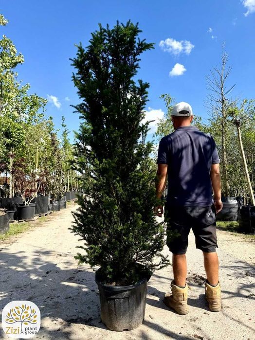 Cis pospolity 160-200cm, duży cis na żywopłot, Taxus baccata