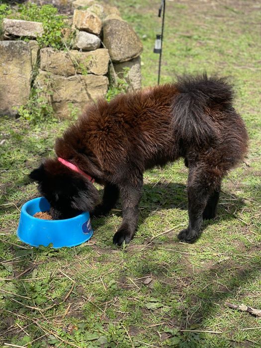 Hotel & Park Cães & Cia.