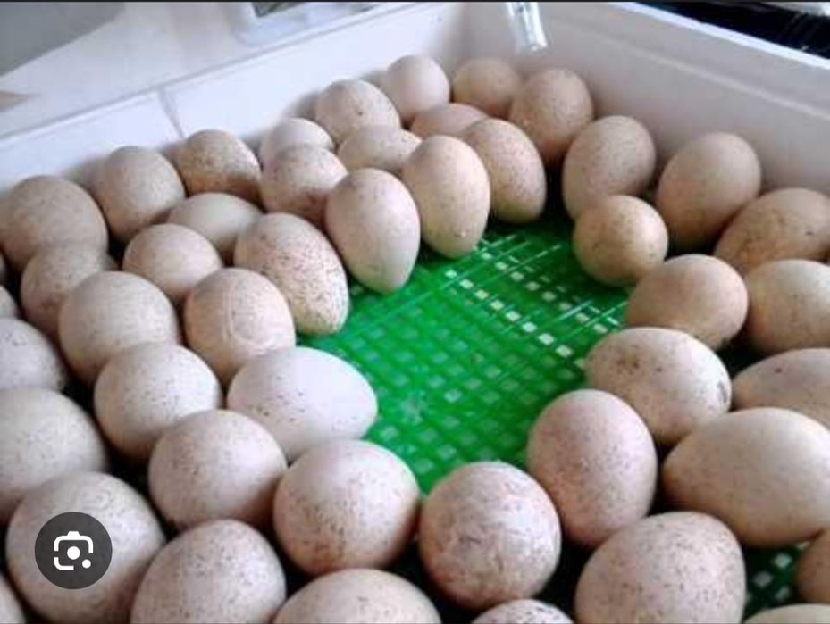 Яйця індиків, Червоний Бурбон