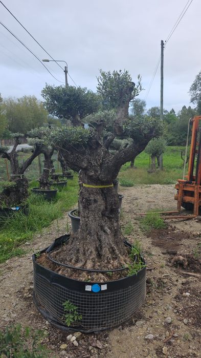 Oliveiras bonsai vários portes