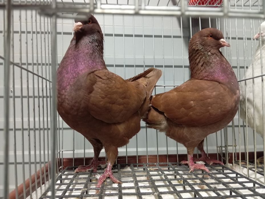 Gołębie  kingi   .