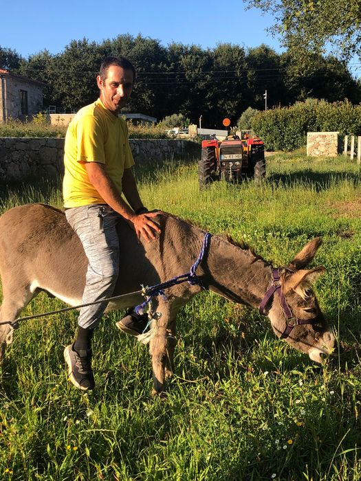 Burro macho capado muito meigo
