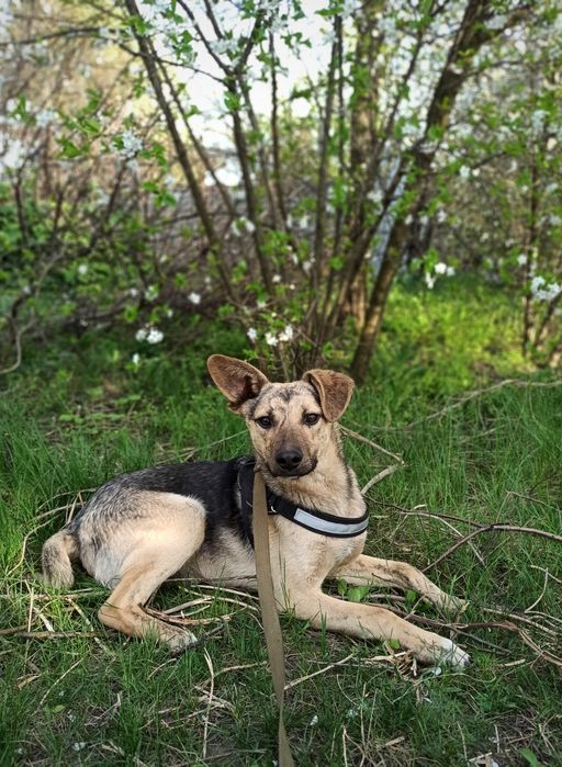 Отдам в хорошие руки