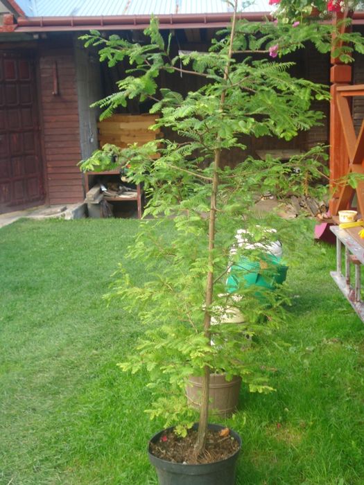 Metasekwoja kunigamia w doniczkach