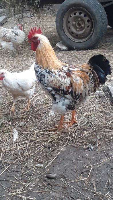 Півень, кугут, кури