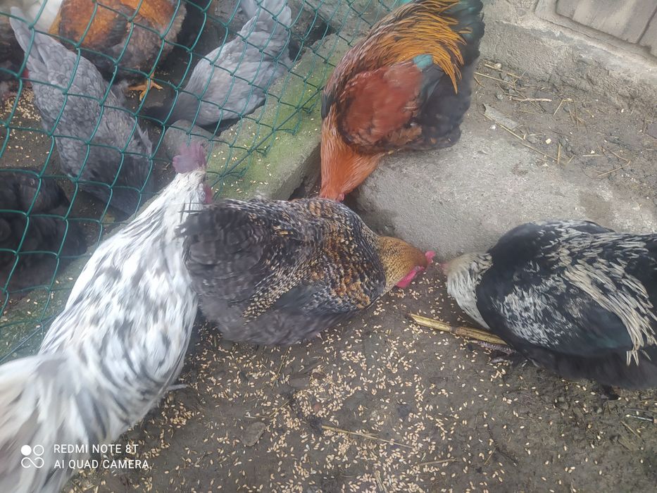 Młode koguty tegoroczne