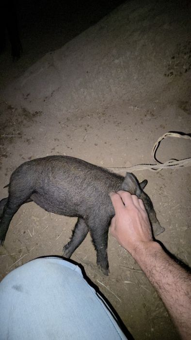 Porcos (leitões) American Guinea Hog