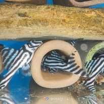 Glonojad Hypancistrus zebra L46 para z CITES