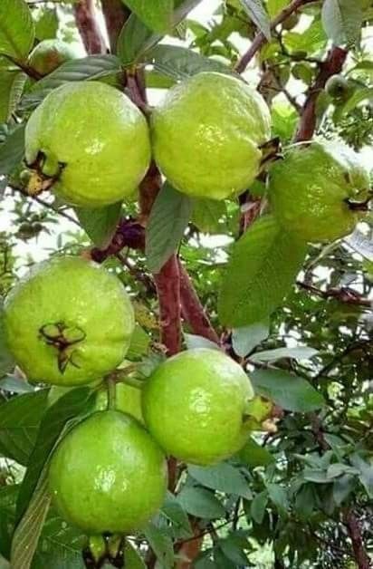 Goiabeira vermelha e branca