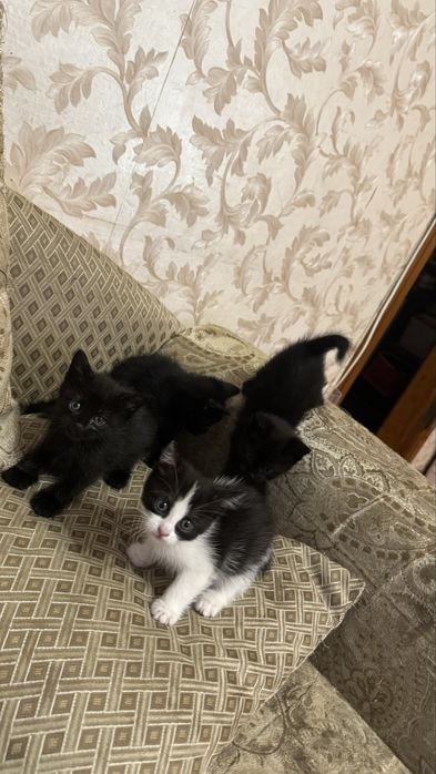 Віддам малечу в добрі руки !Безкоштовно !