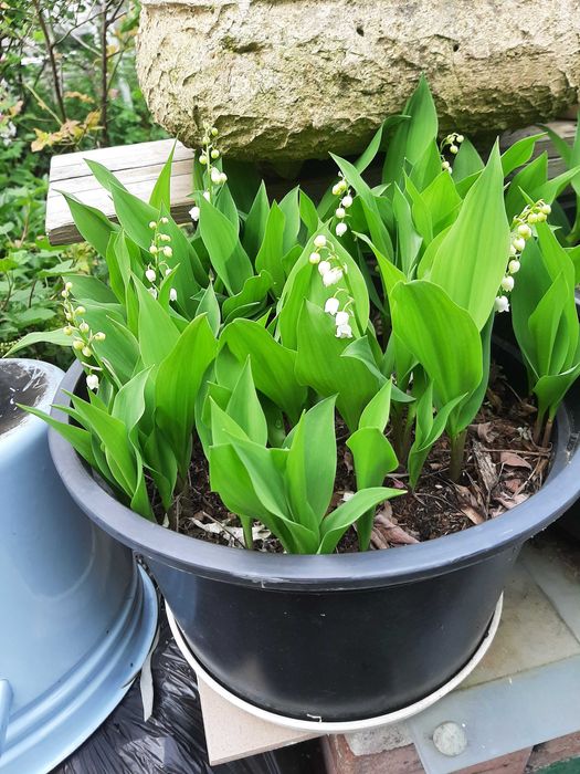 konwalia biała kwiecien juz wysylka