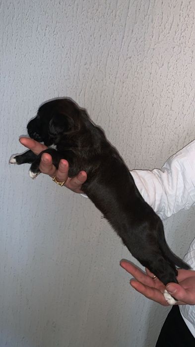 Bebes pittbull com lavrador