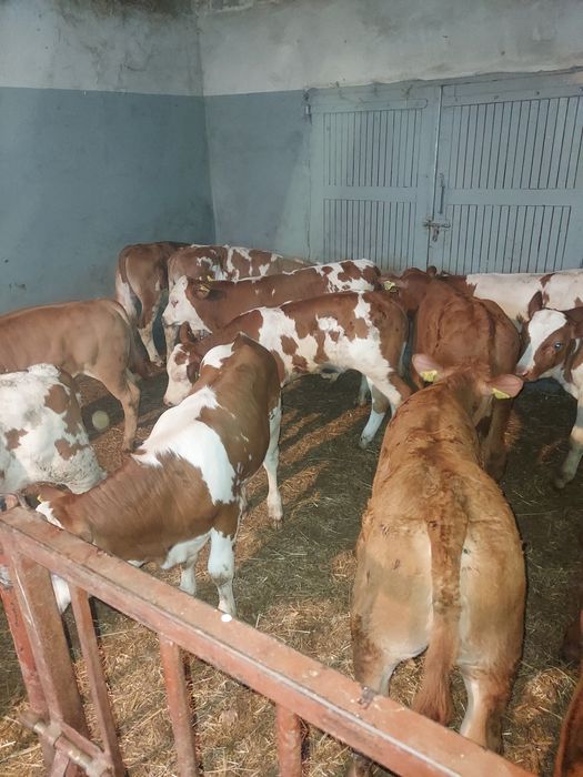 Cieliczki, jałóweczki, jałowki, byczki mięsne