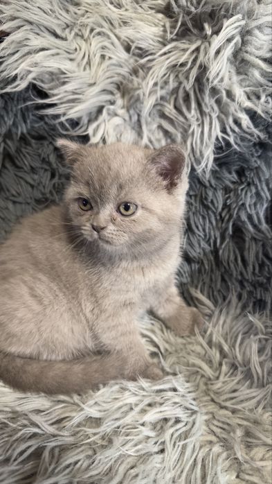 Шотланские котята