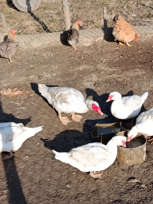 Продам сім'ю індо качок