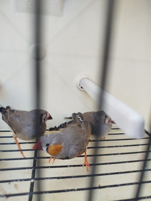 Vários mandarins novos