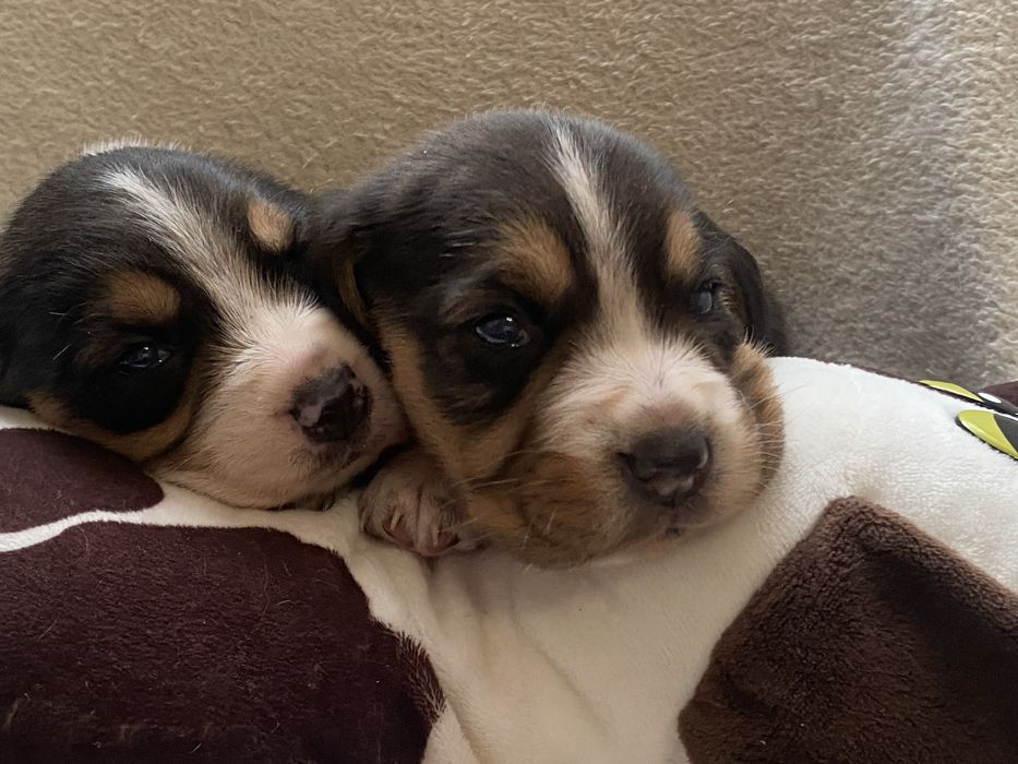 Малятка, біглятка.