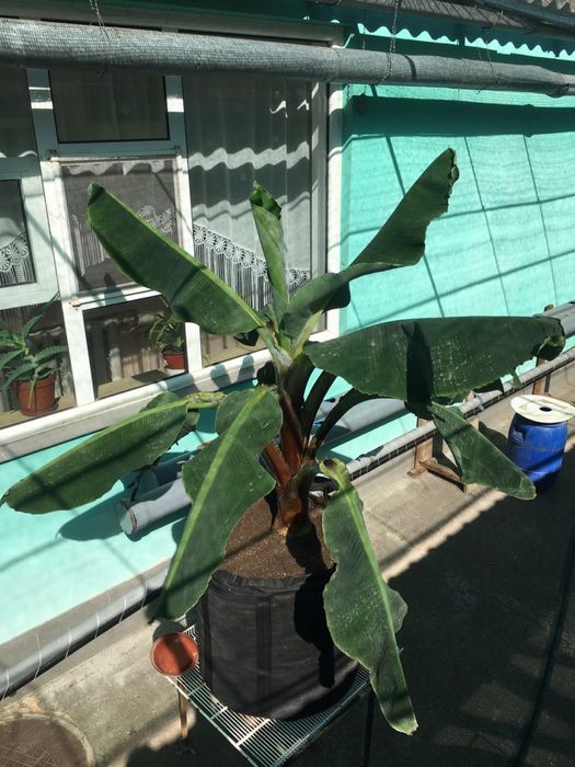 Банан Київський суперкарлик