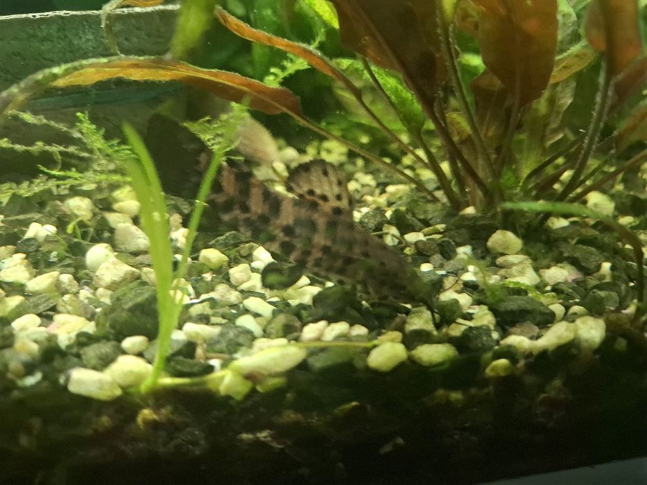 Sprzedam rybki sumiki i góraminy 2 plamiste