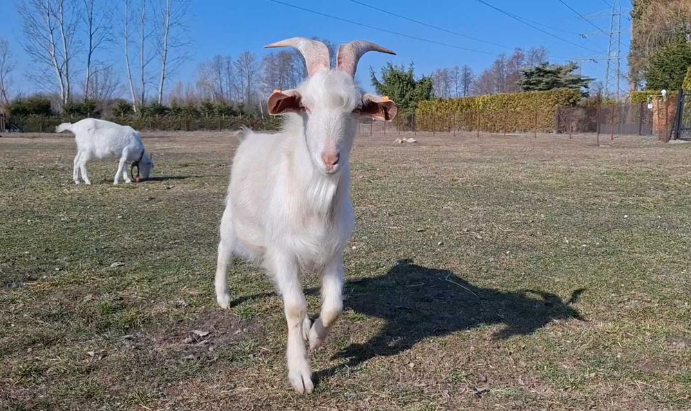 Kozioł 1 rok po ojcu anglonubijskim
