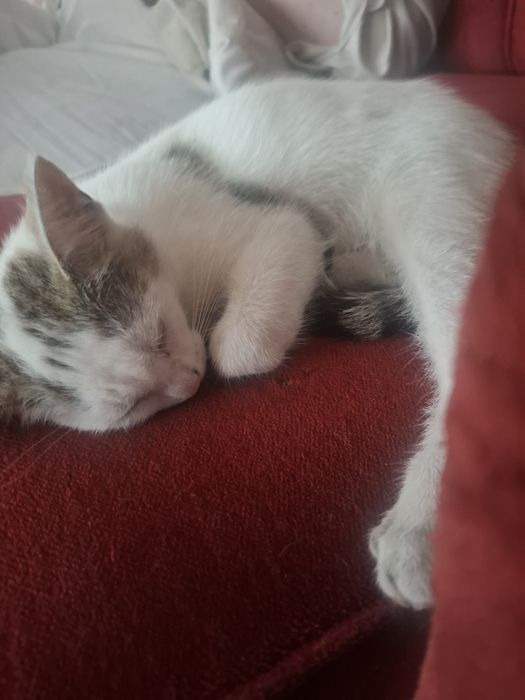 Oddam w dobre ręce śliczne kociaki.