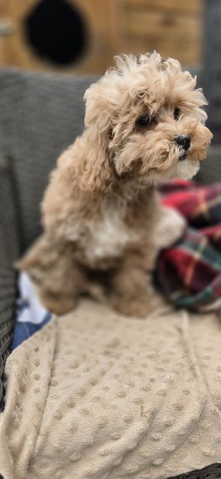 Cavapoo/ dziewczynka