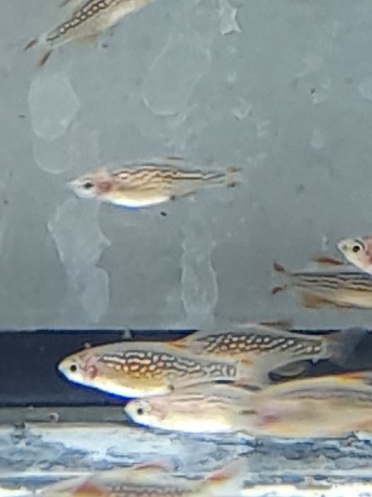 Danio galaxy  razbora