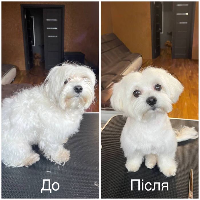 Груминг с любовью