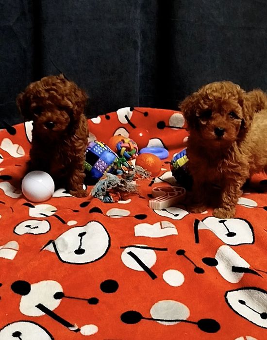 Мальчишки пуделя